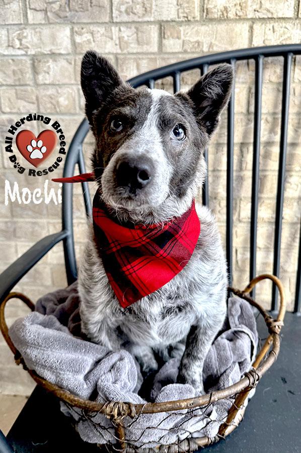 Enlarge Mochi, a Adoptable Cattle Dog in Joliet, IL image 3/3