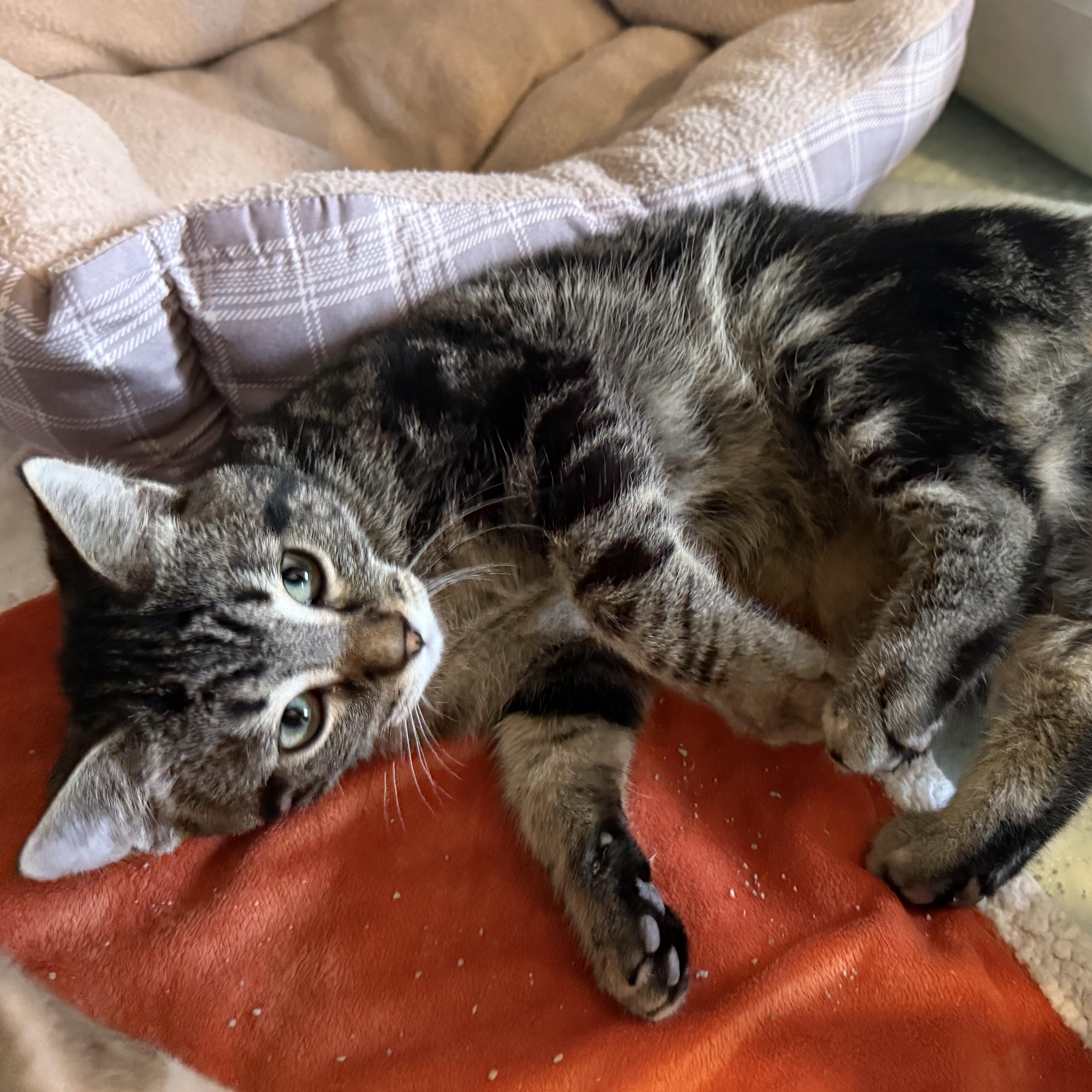 LINDOR & TRUFFLE, a Adoptable Domestic Short Hair in La Crescent, MN image 1/5