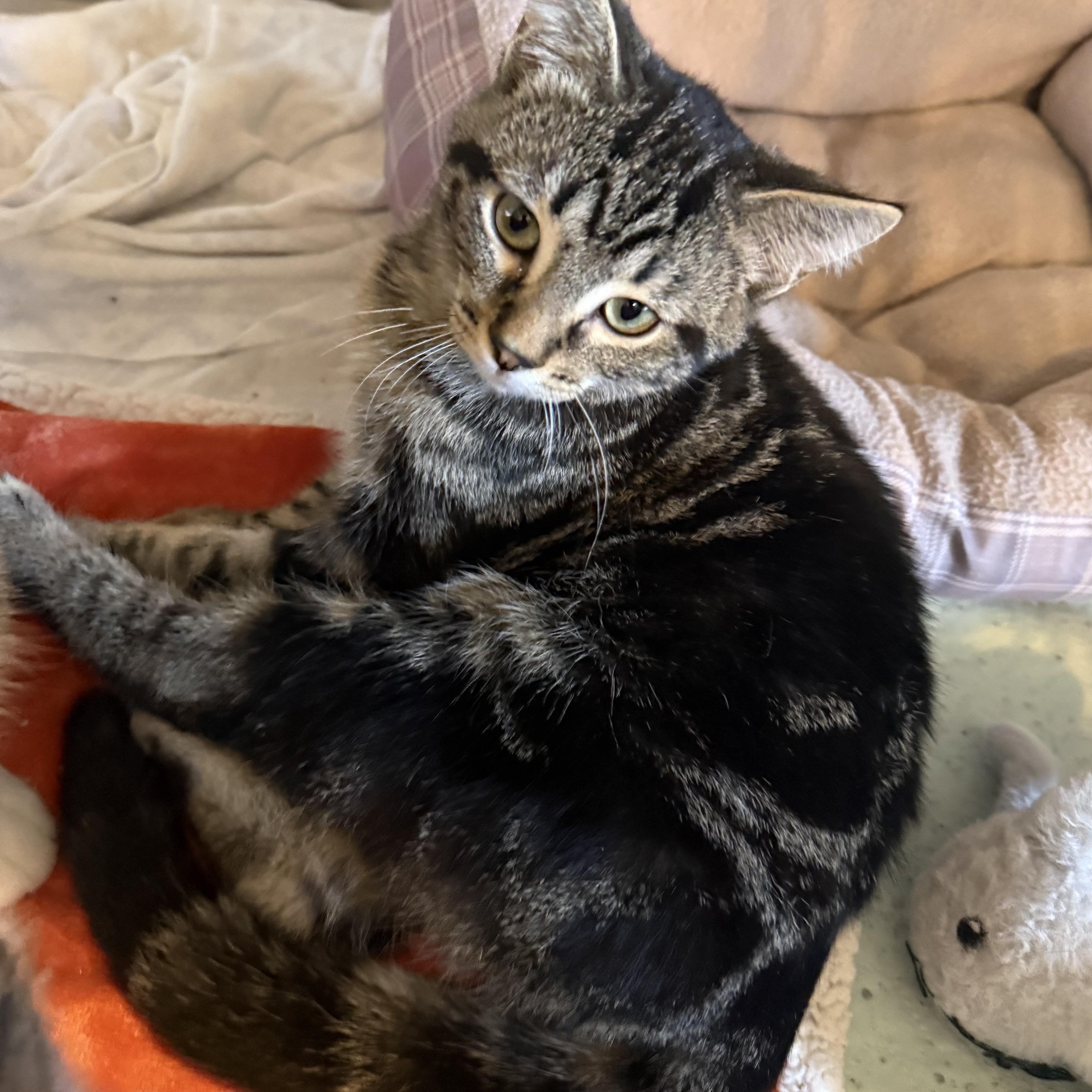 LINDOR & TRUFFLE, a Adoptable Domestic Short Hair in La Crescent, MN image 2/5