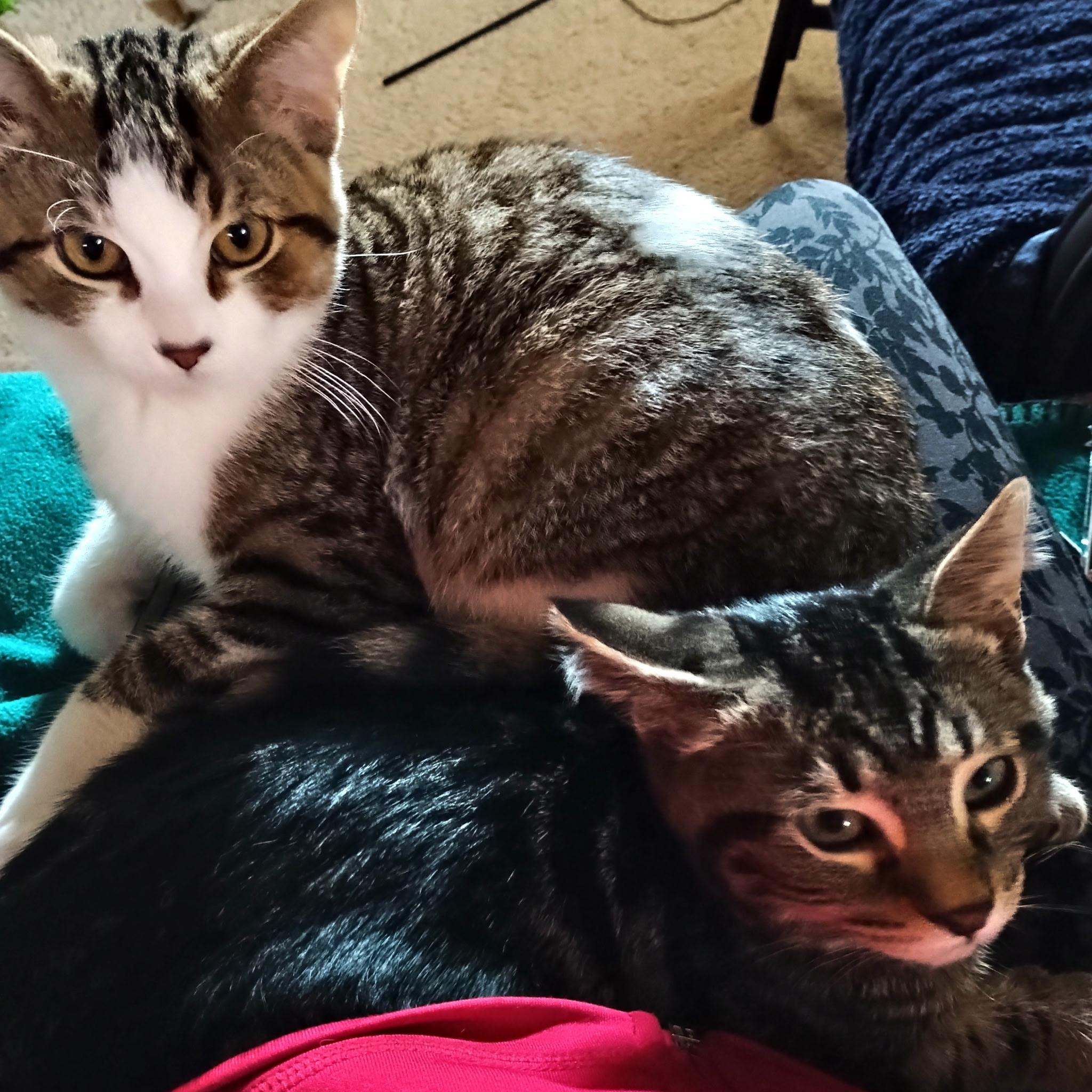 LINDOR & TRUFFLE, a Adoptable Domestic Short Hair in La Crescent, MN image 3/5