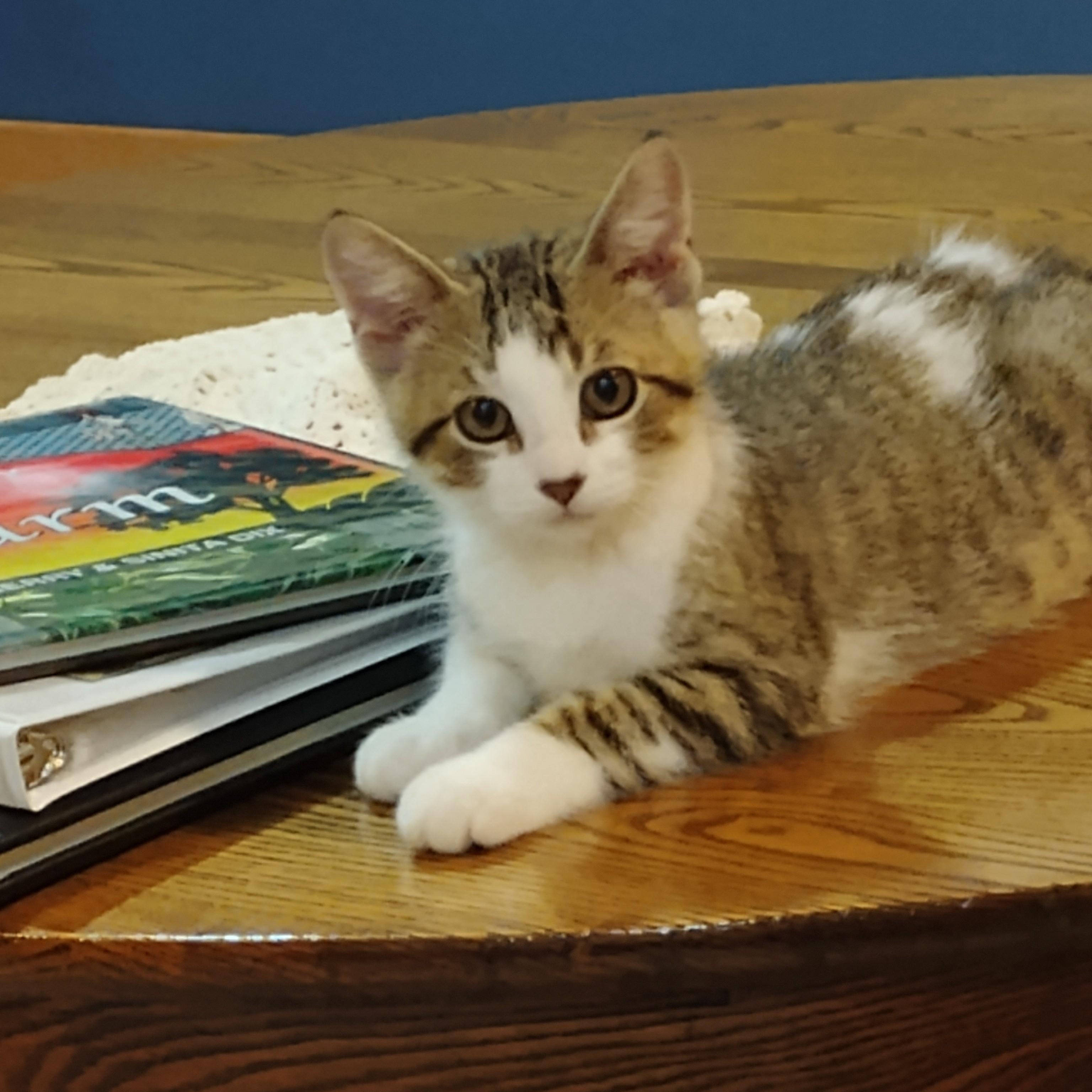 LINDOR & TRUFFLE, Adoptable, Kitten Male Domestic Short Hair.