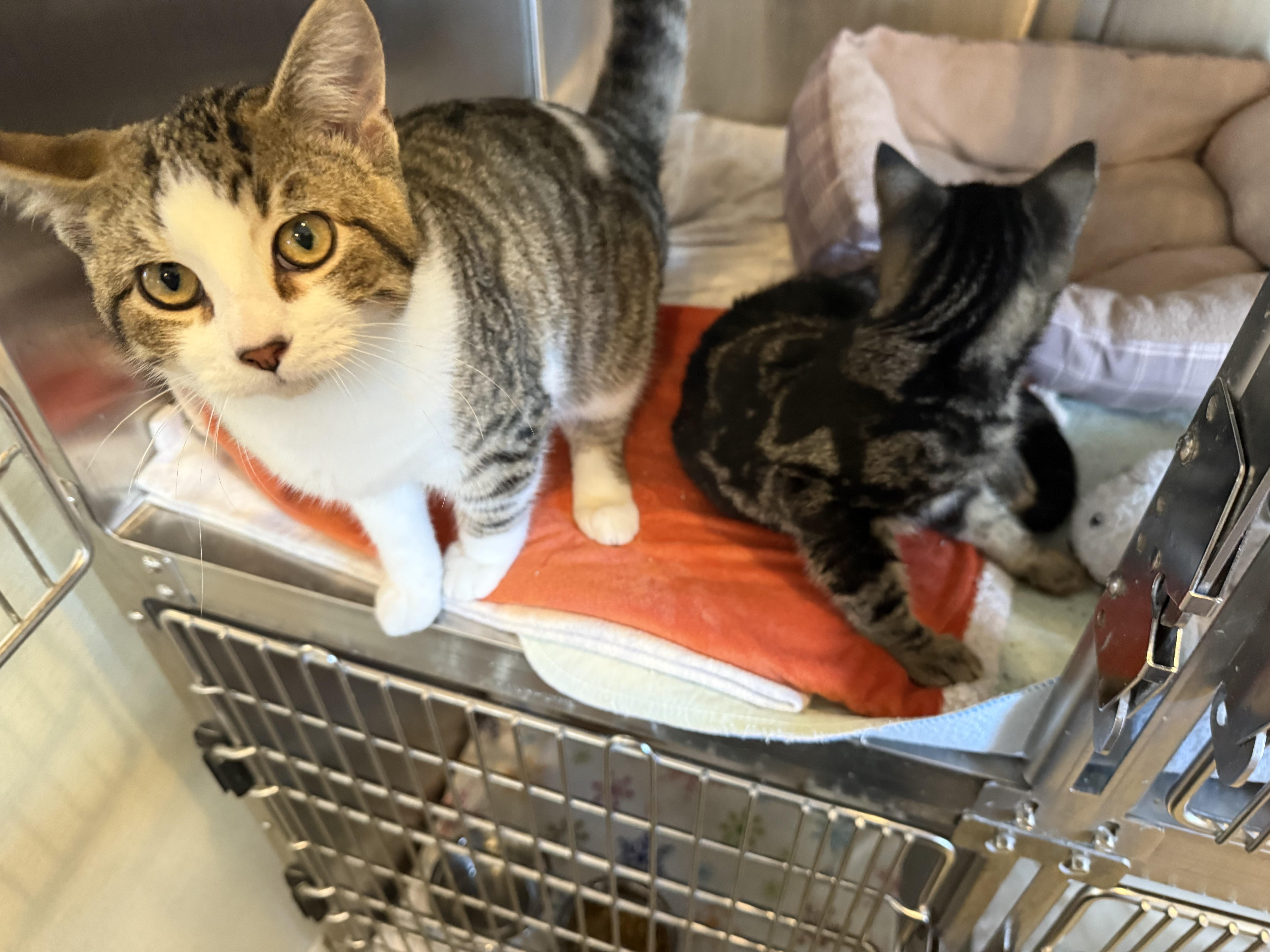 LINDOR & TRUFFLE, a Adoptable Domestic Short Hair in La Crescent, MN image 4/5