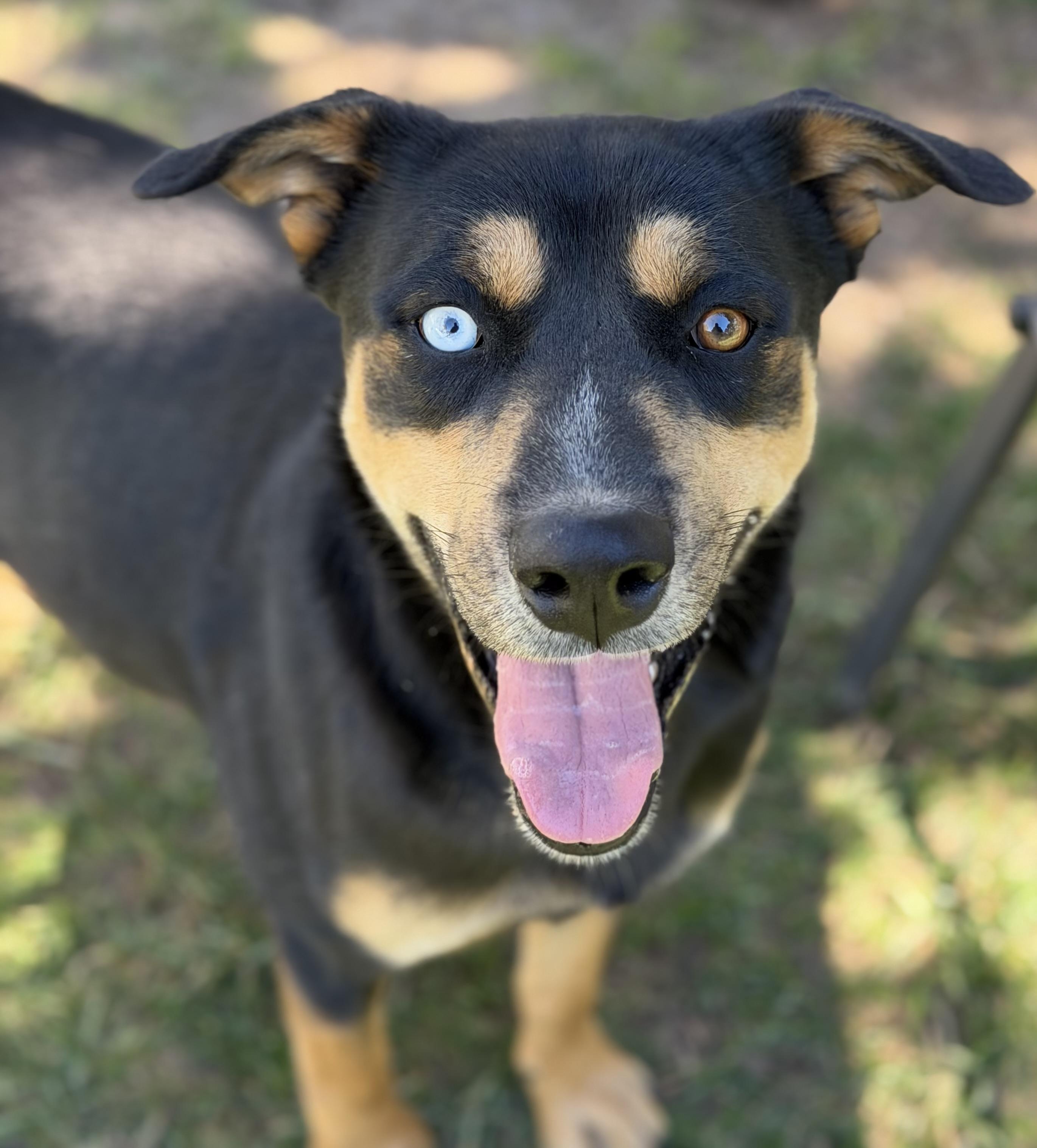 Teddy, a Adoptable mixed breed in Durango, CO image 2/4