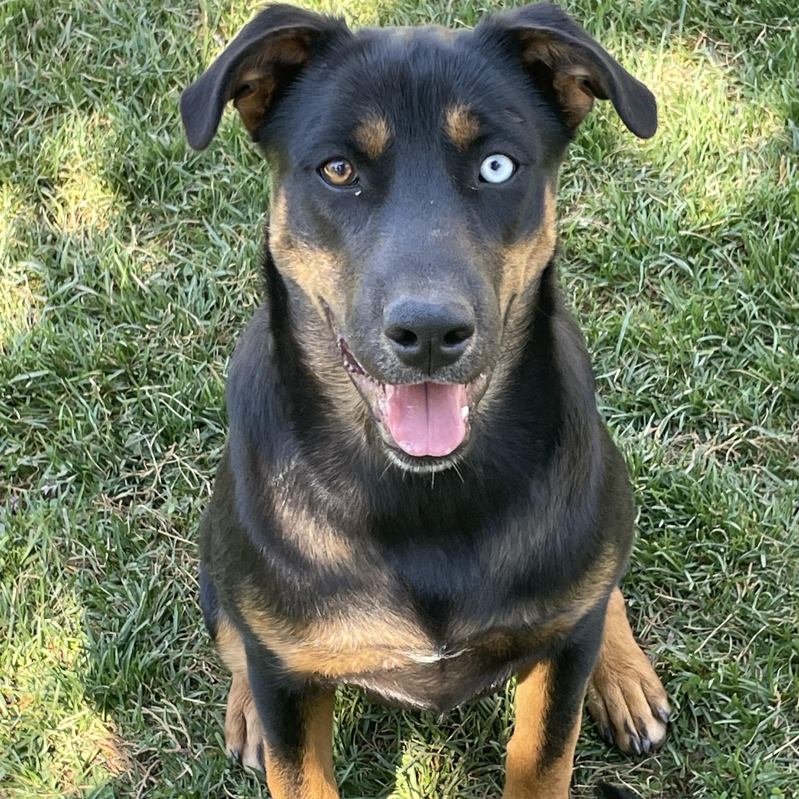Enlarge Teddy, a Adoptable mixed breed in Durango, CO image 1/1