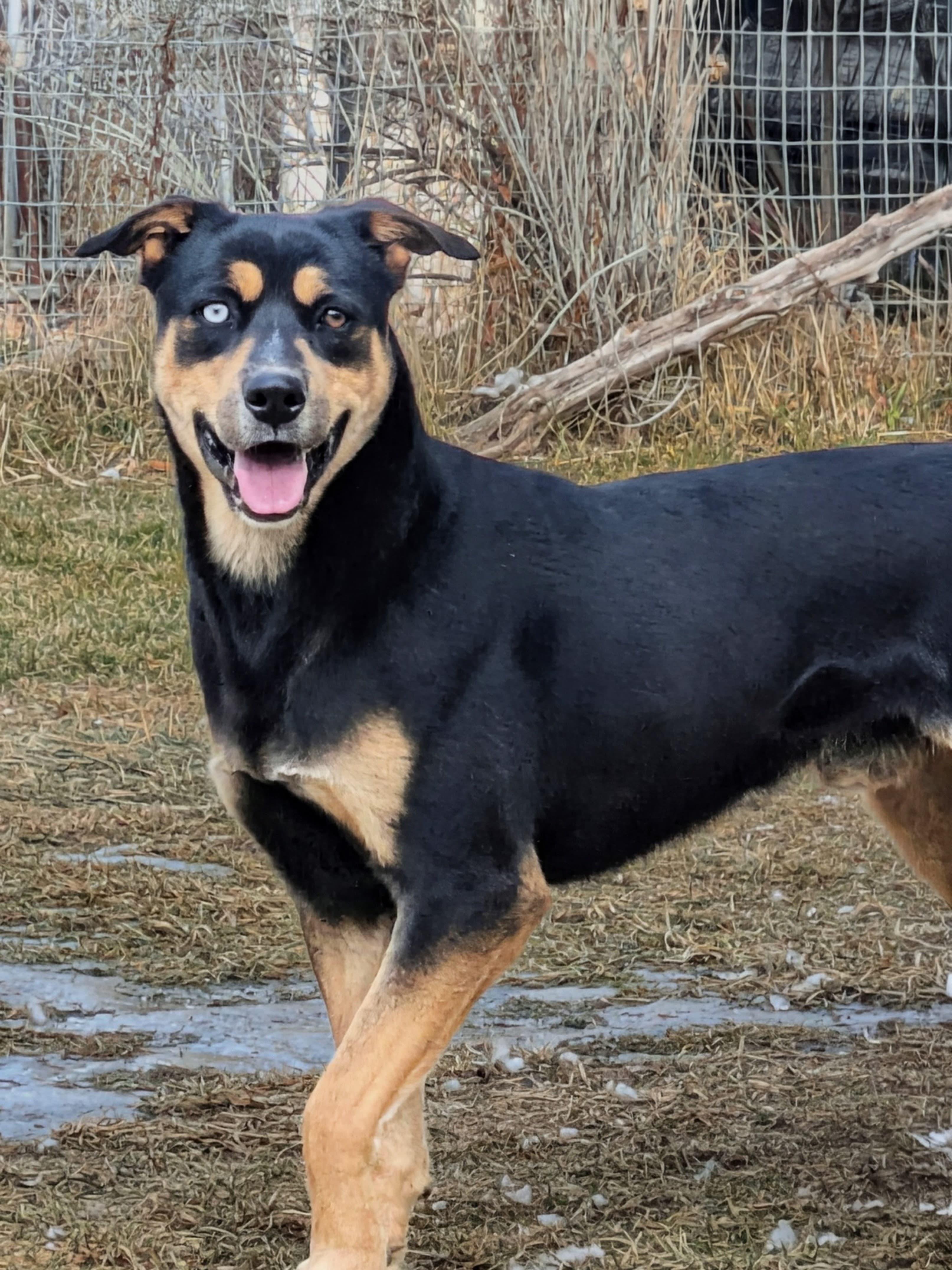 Teddy, Adoptable, Young Male Rottweiler & Australian Cattle Dog / Blue Heeler.