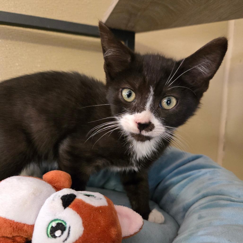 River, Adoptable, Kitten Male Domestic Short Hair.