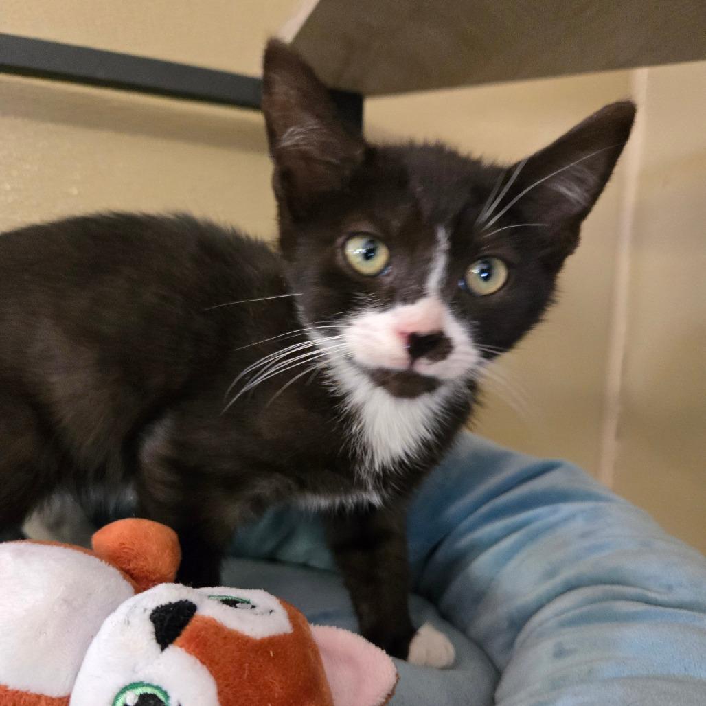 Enlarge River, a Adoptable Domestic Short Hair in Pennsville, NJ image 2/2