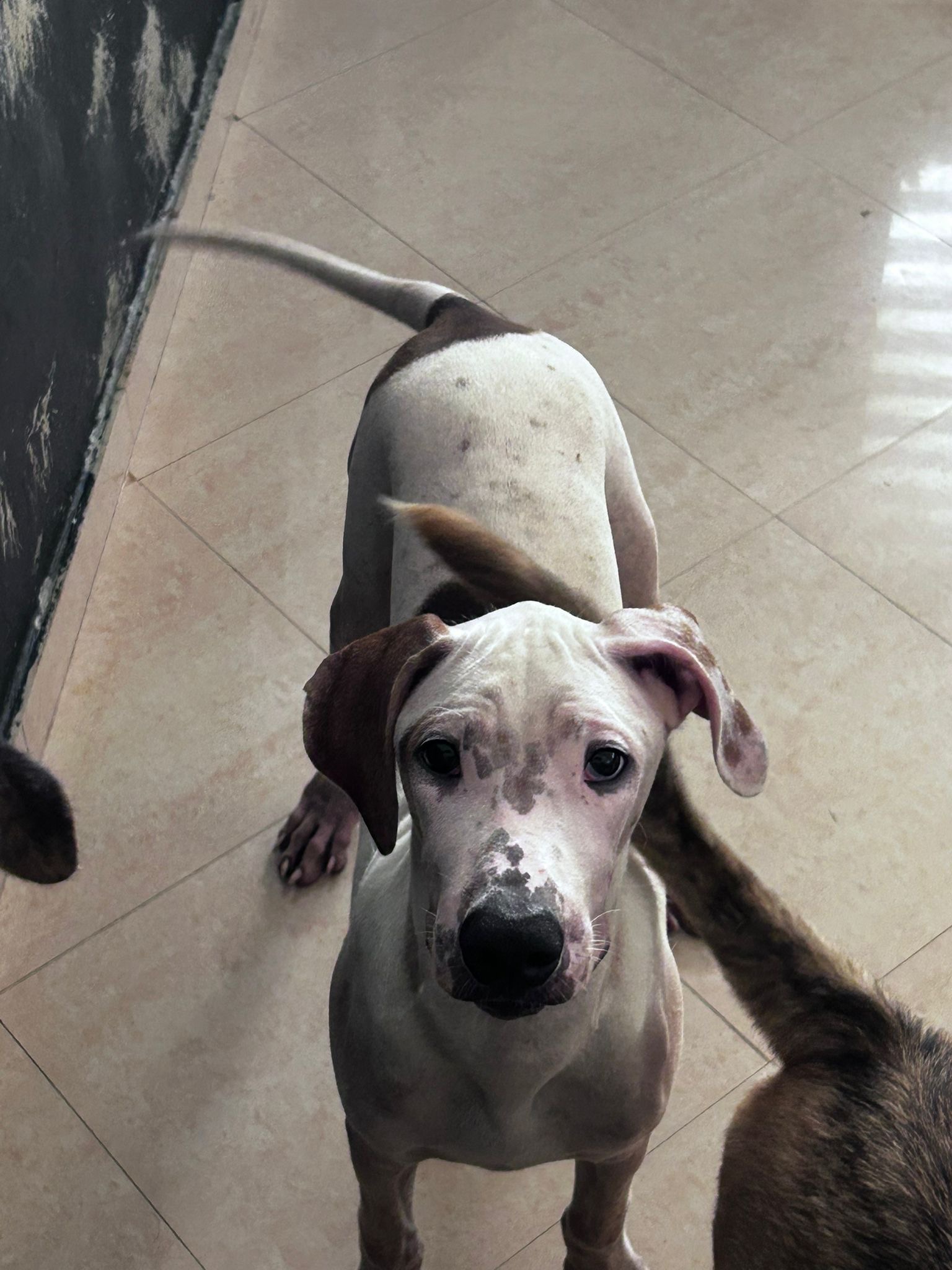 Enlarge Daemon, a Adoptable mixed breed in Loiza, PR image 1/4