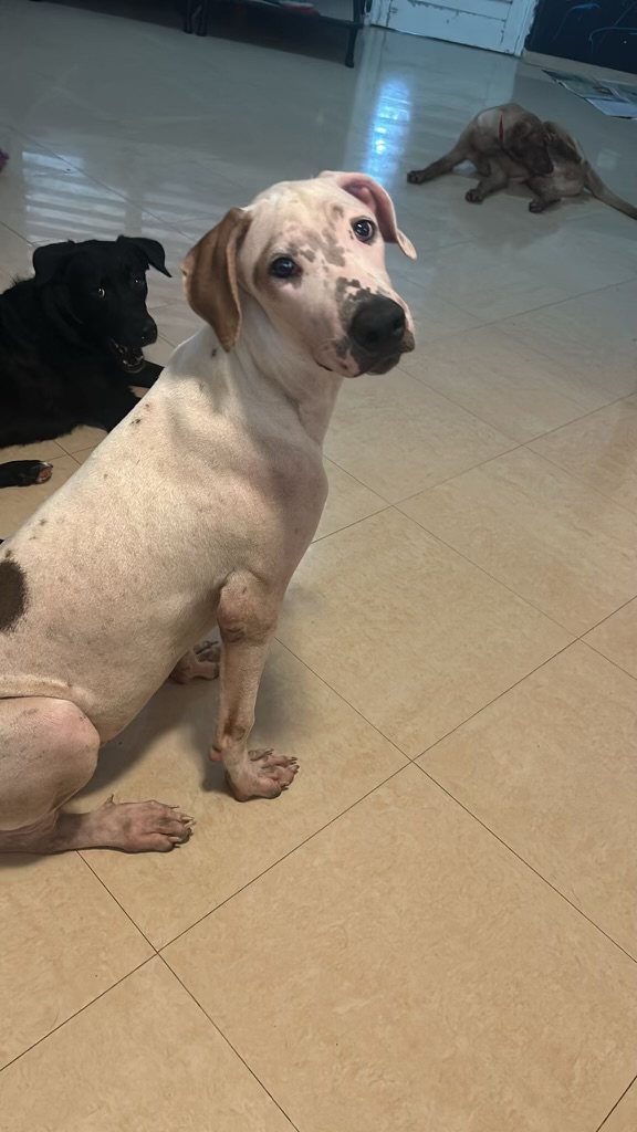 Enlarge Daemon, a Adoptable mixed breed in Loiza, PR image 4/4