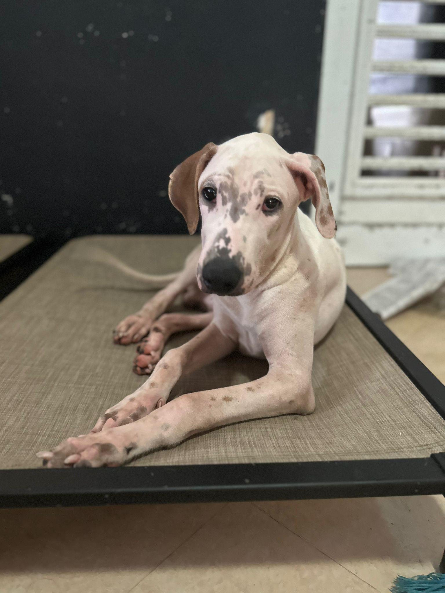 Enlarge Daemon, a Adoptable mixed breed in Loiza, PR image 2/4