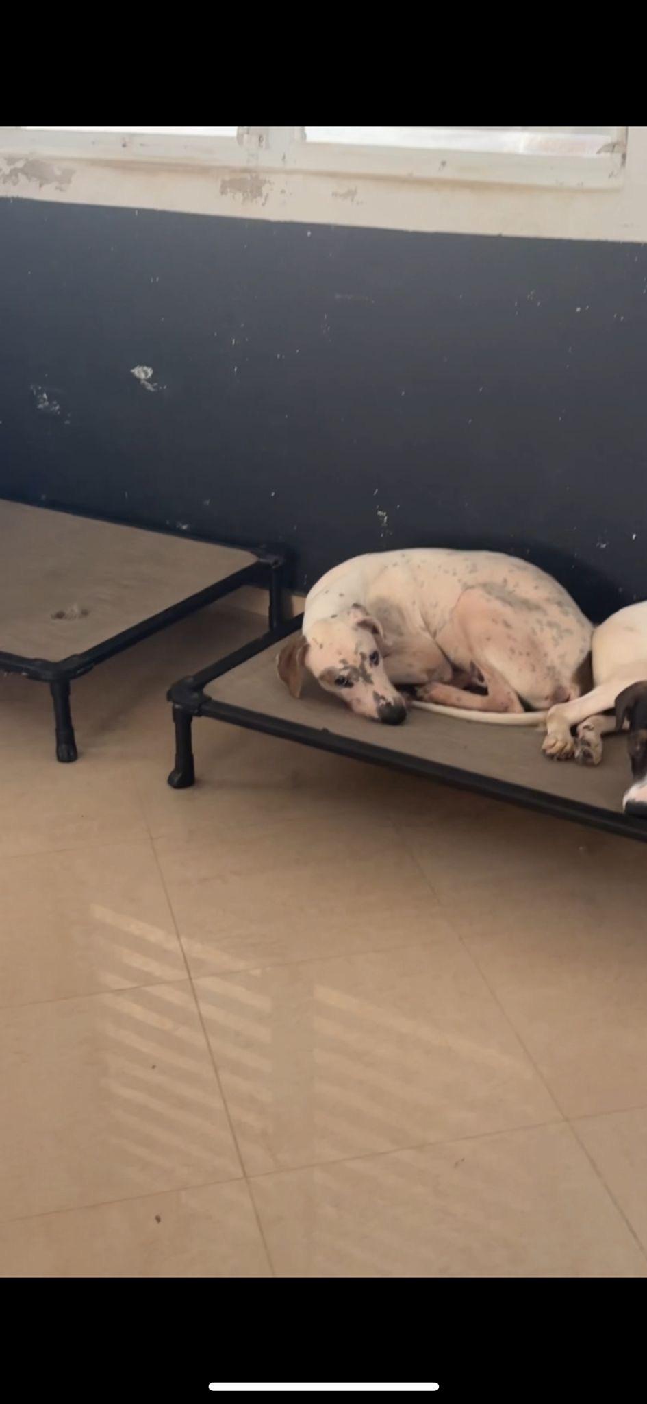 Enlarge Daemon, a Adoptable mixed breed in Loiza, PR image 3/4