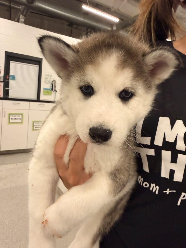 Wigs, Adoptable, Puppy Female Husky & Alaskan Malamute.