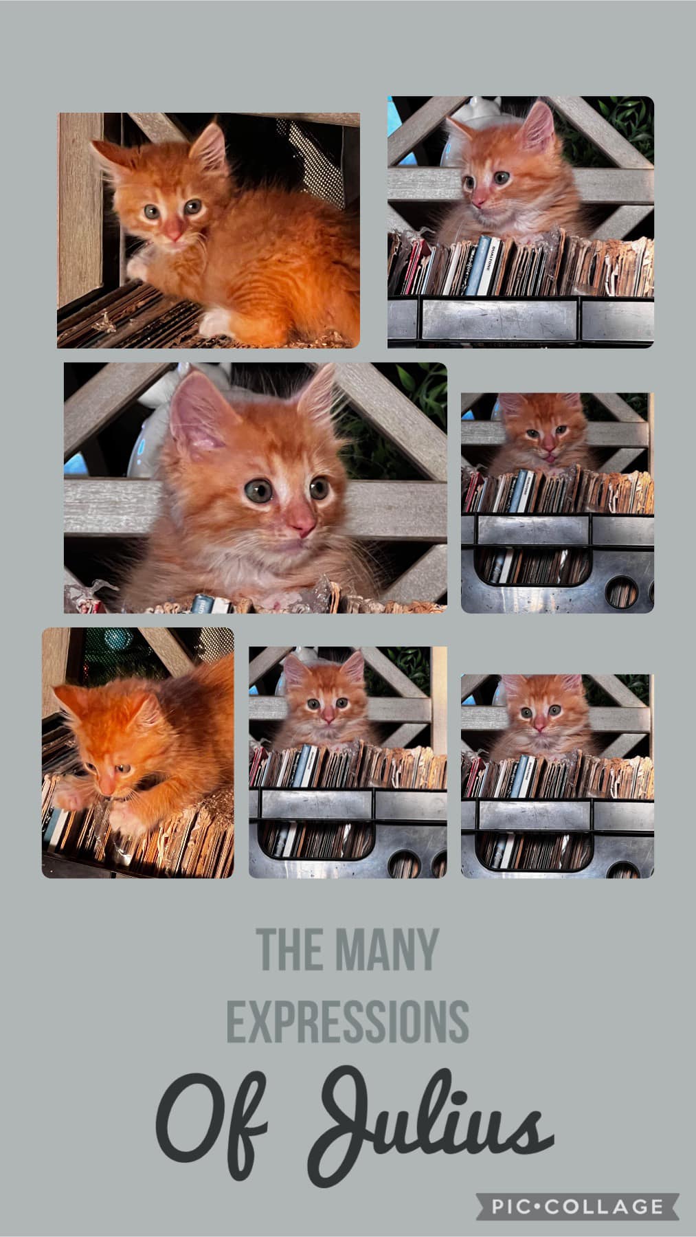 Julius, Adopted, Kitten Male Domestic Medium Hair.