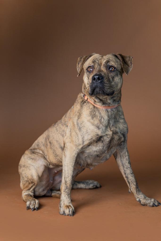 Peanut Brittle, Adoptable, Young Female Mixed Breed.