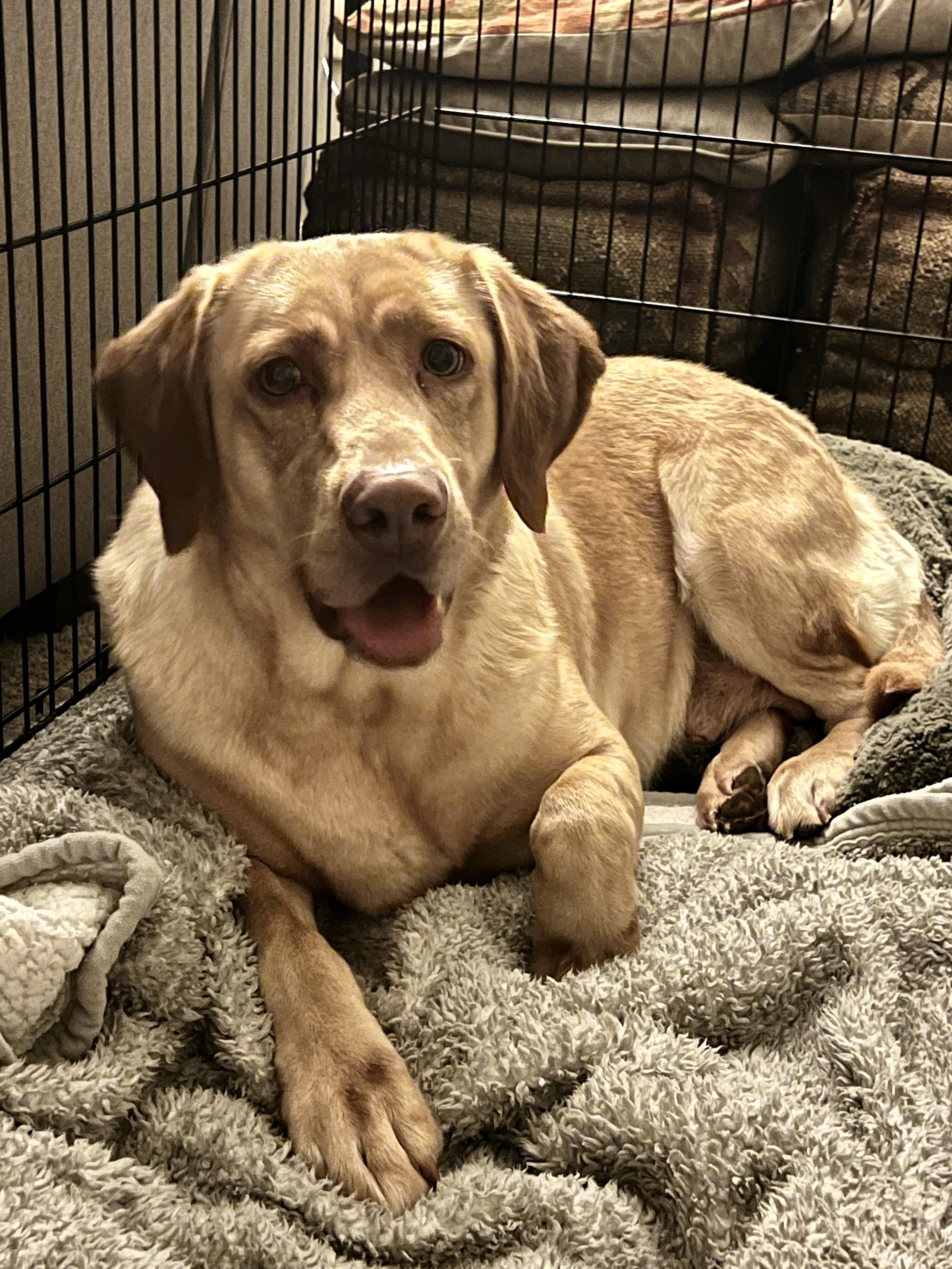 Chardonnay, a ADOPTABLE Labrador Retriever in Warrington, PA image 4/5