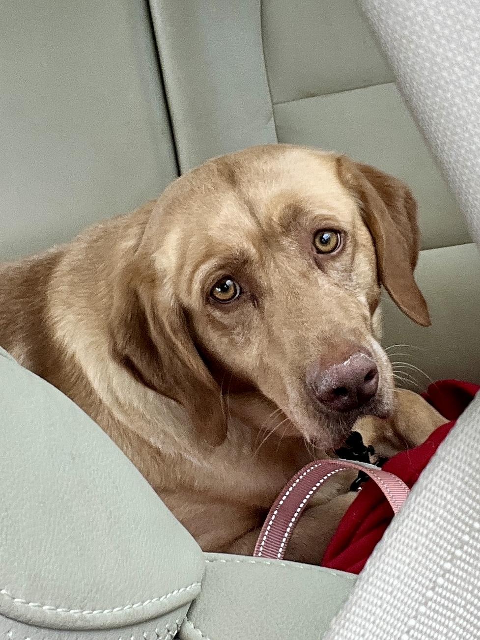 Chardonnay, a ADOPTABLE Labrador Retriever in Warrington, PA image 2/5