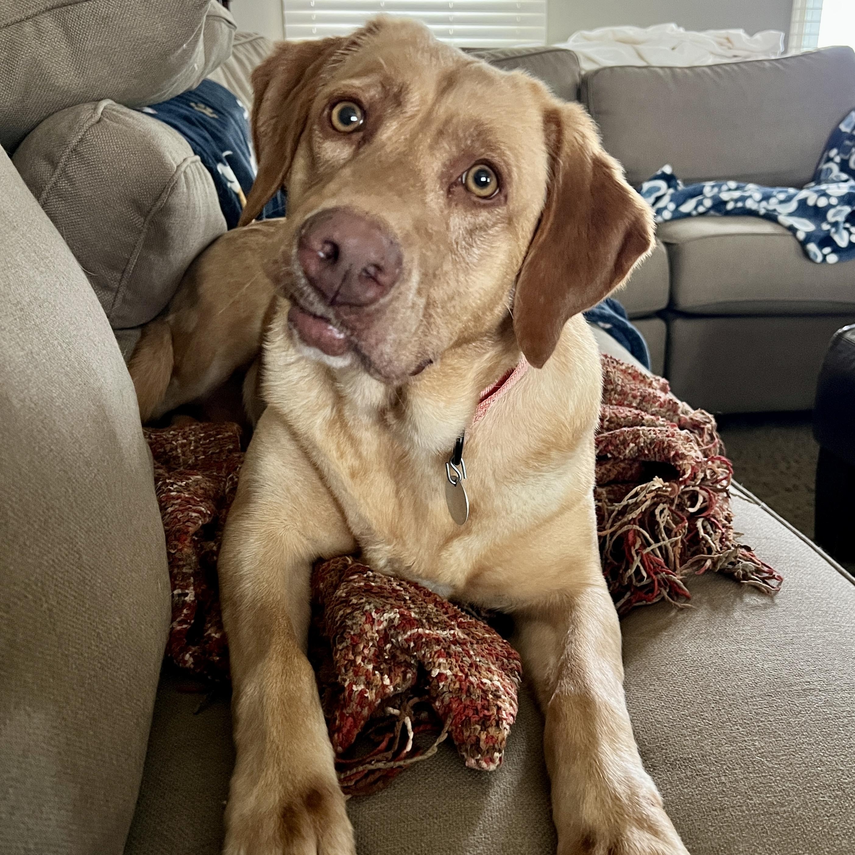 Chardonnay, ADOPTABLE, Adult Female Labrador Retriever.