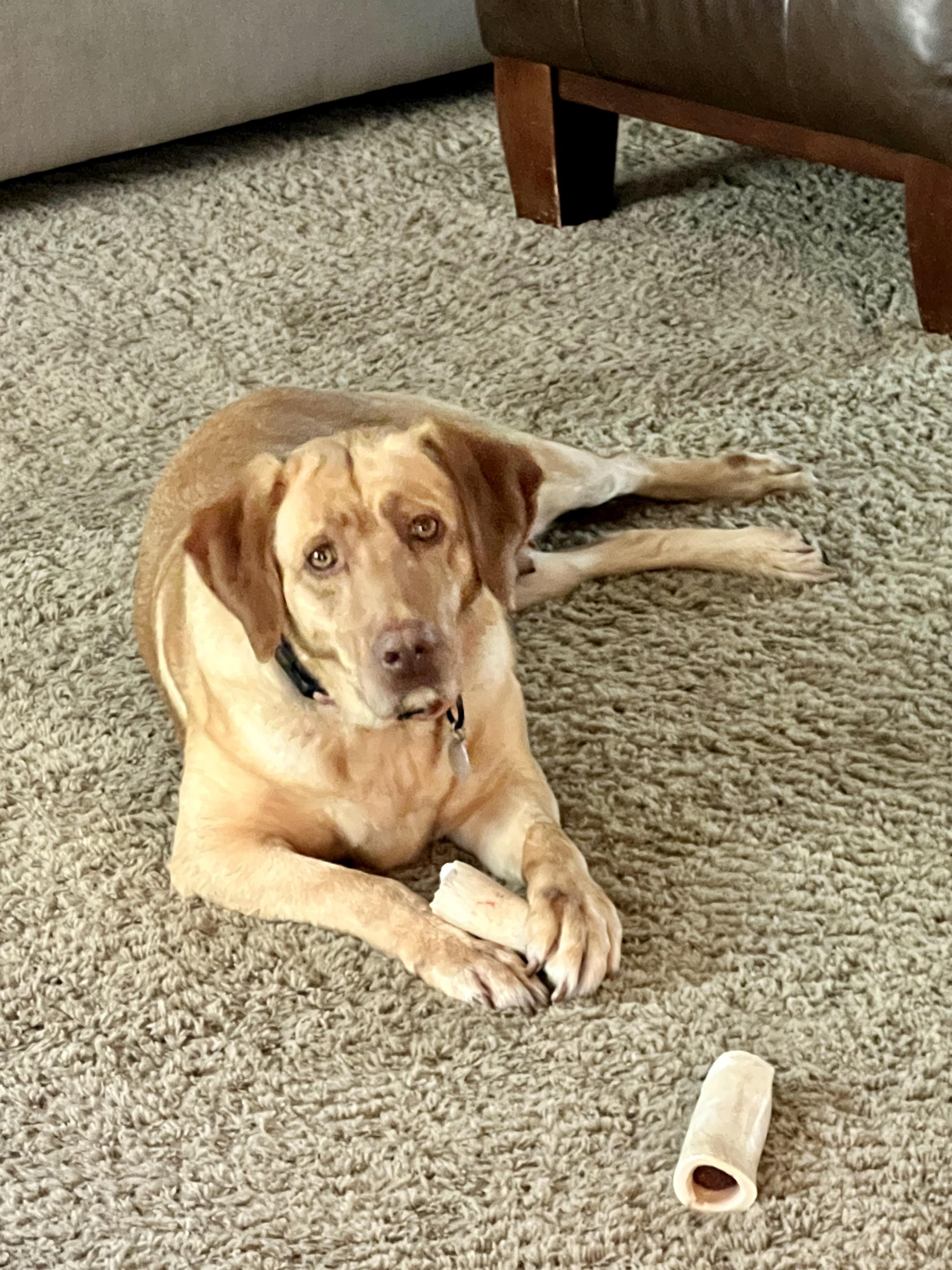 Chardonnay, a ADOPTABLE Labrador Retriever in Warrington, PA image 3/5