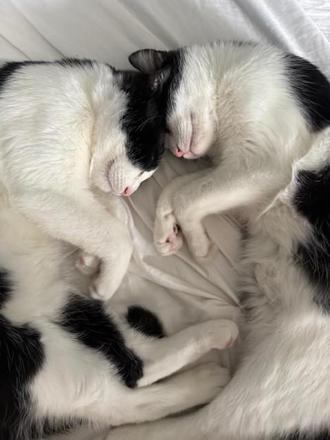 Enlarge Ollie & Oskie Siblings, a ADOPTABLE mixed breed in Venice, CA image 3/3