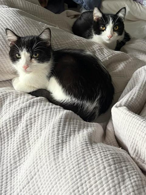 Ollie & Oskie Siblings, ADOPTABLE, Young Male Tuxedo & Domestic Short Hair.