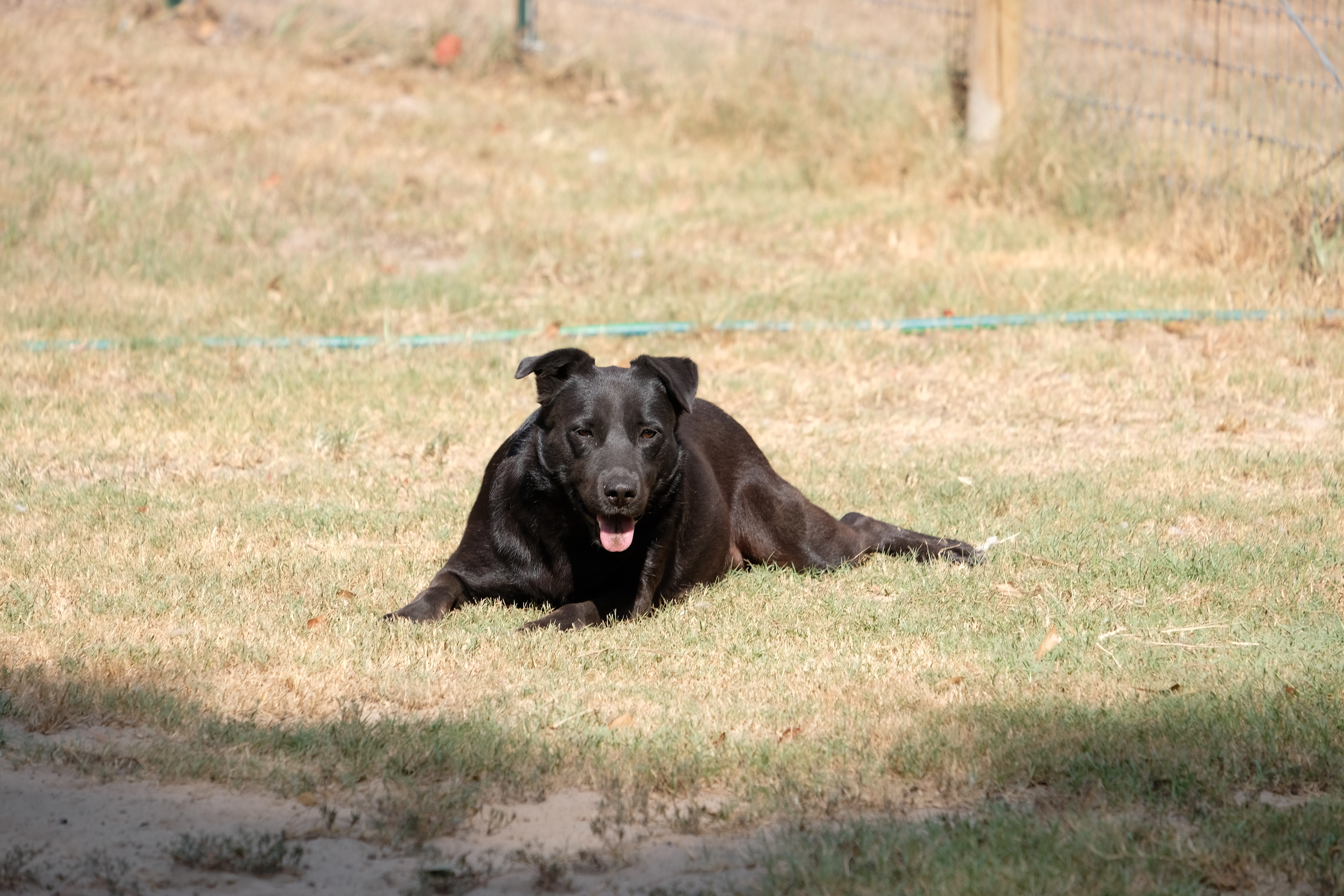 Fiona, a Adoptable Border Collie in New Caney, TX image 1/7