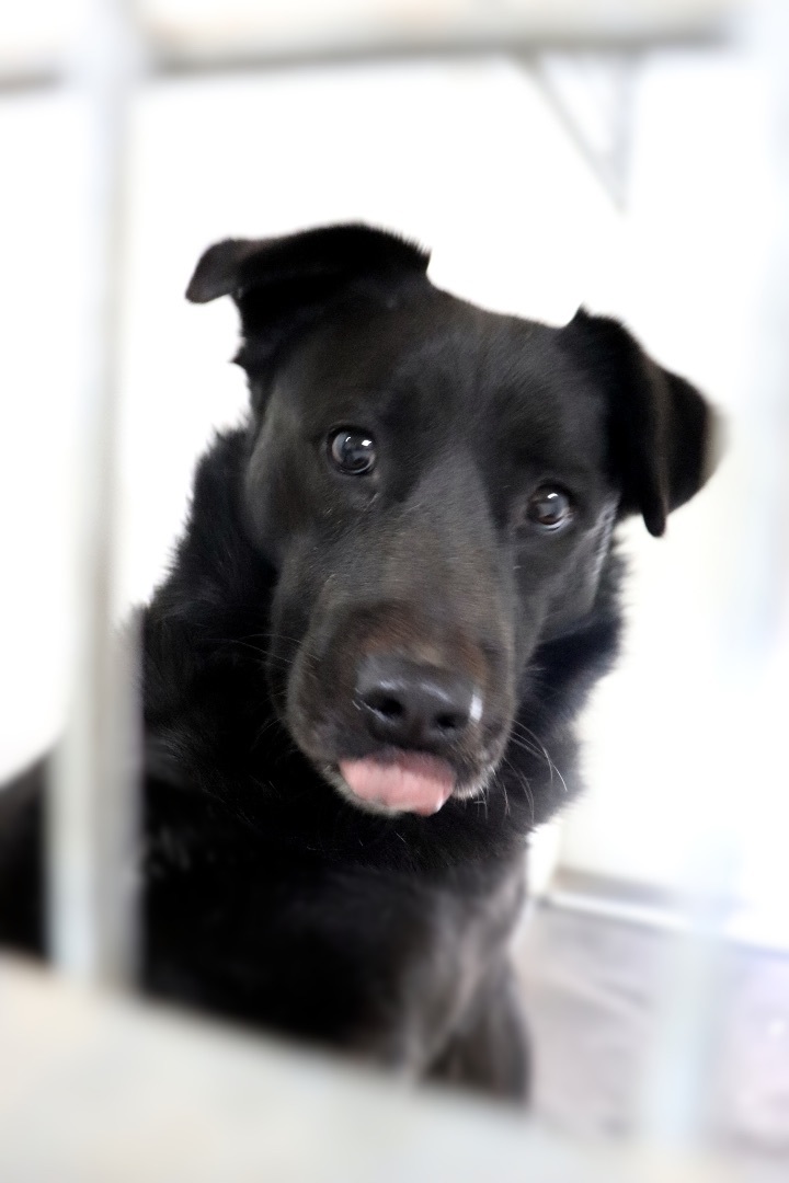 Fiona, a Adoptable Border Collie in New Caney, TX image 2/7