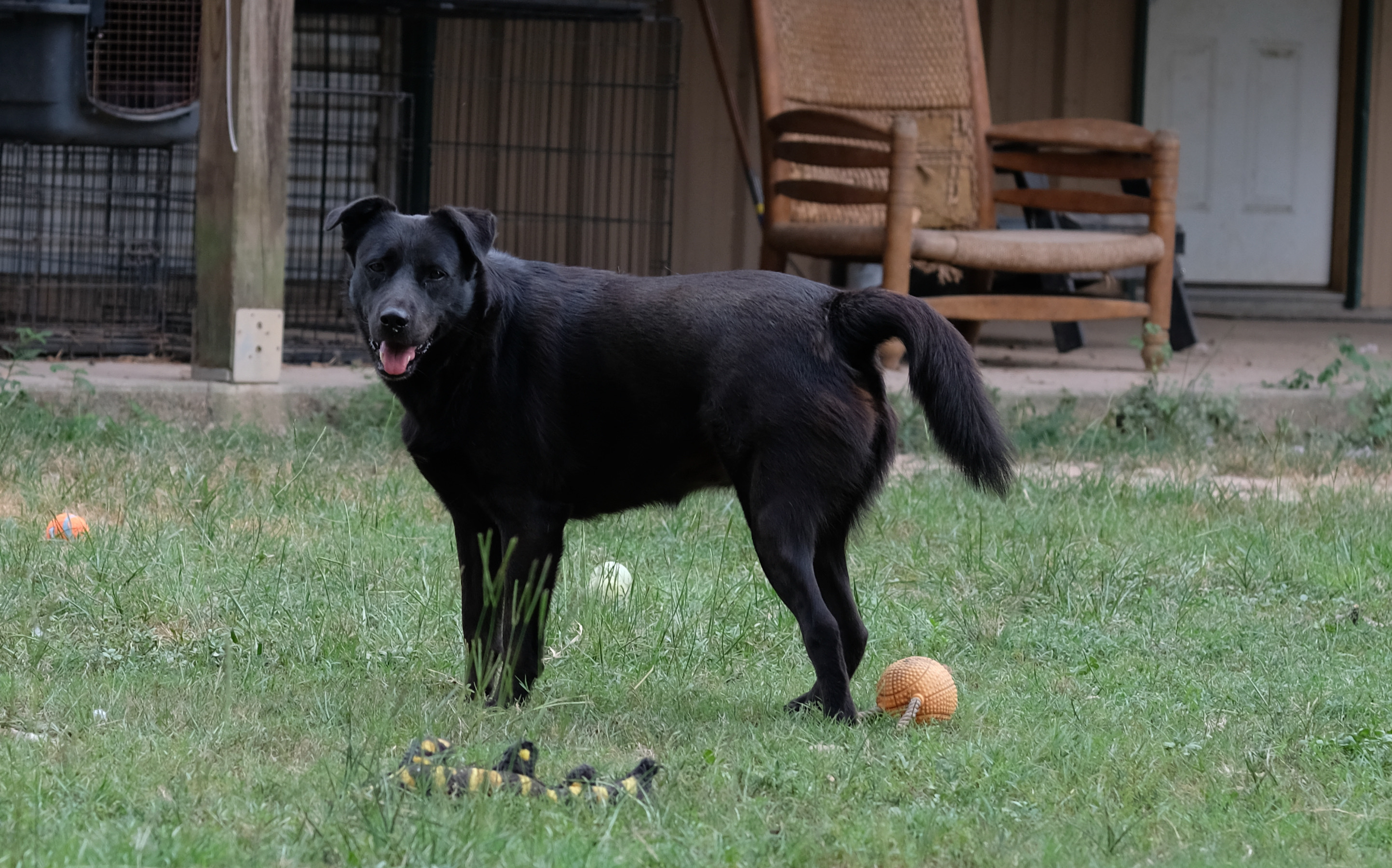 Fiona, a Adoptable Border Collie in New Caney, TX image 3/7