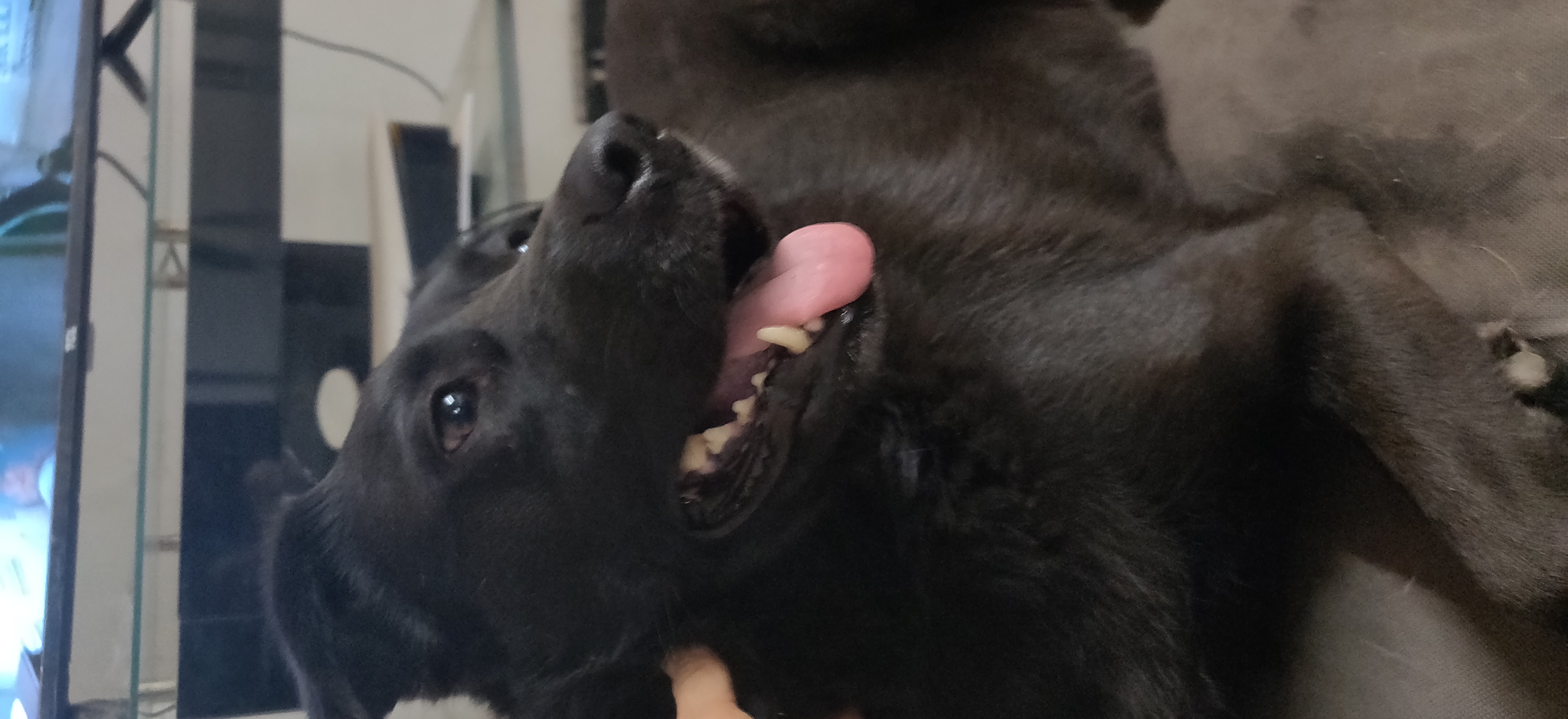 Fiona, a Adoptable Border Collie in New Caney, TX image 4/7