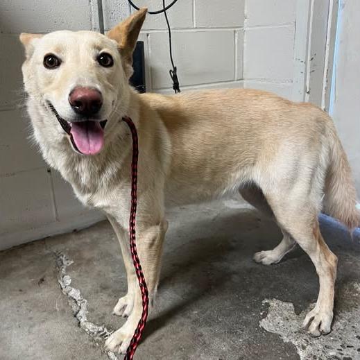 26-1281, Adoptable, Adult Female Cattle Dog.