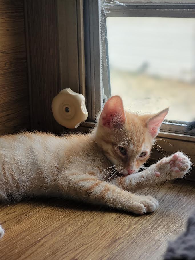 Charles, a Adoptable Domestic Short Hair in Washoe Valley, NV image 2/2