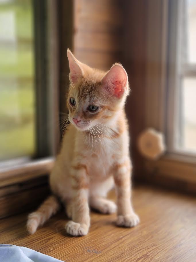 Charles, a Adoptable Domestic Short Hair in Washoe Valley, NV image 1/2