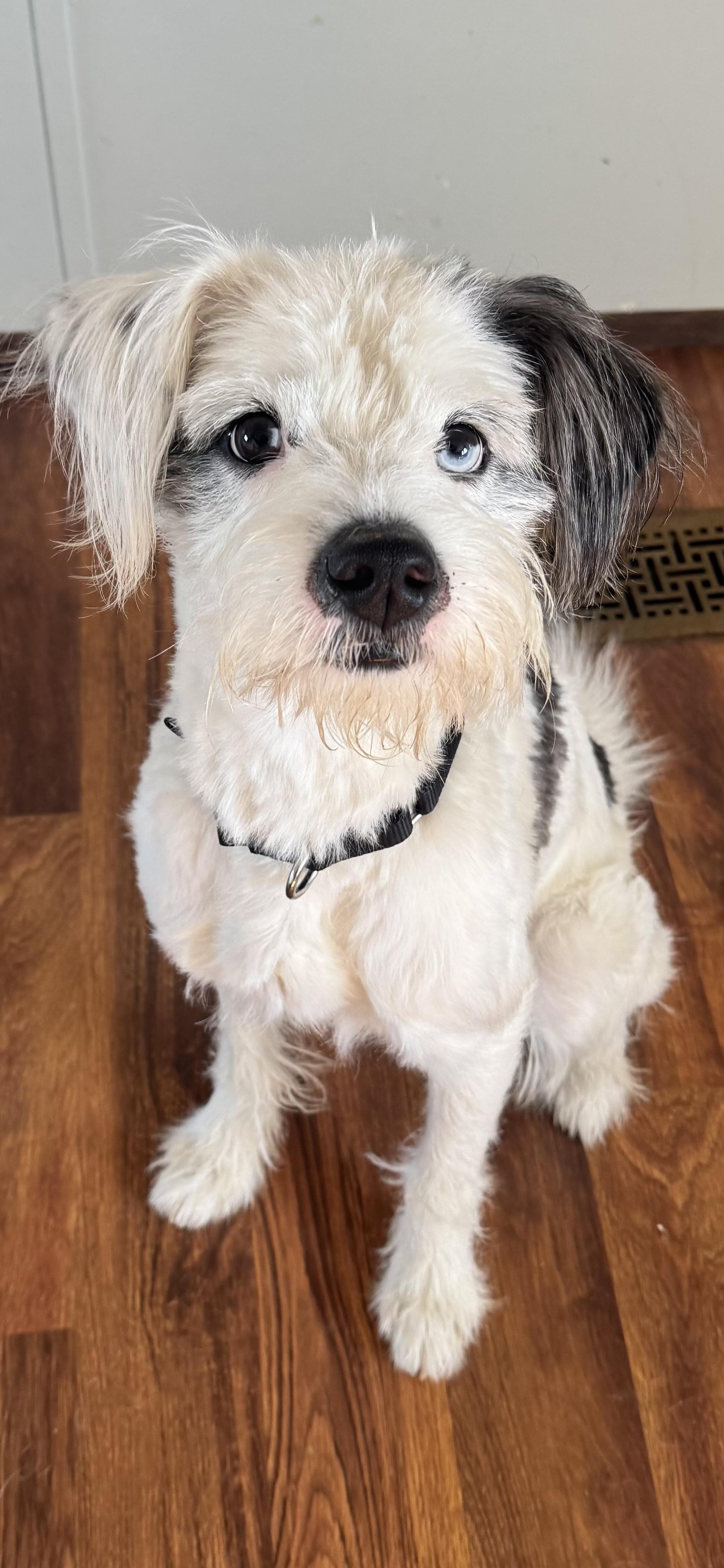 Tupac DEAF, ADOPTABLE, Adult Male Old English Sheepdog & Poodle.