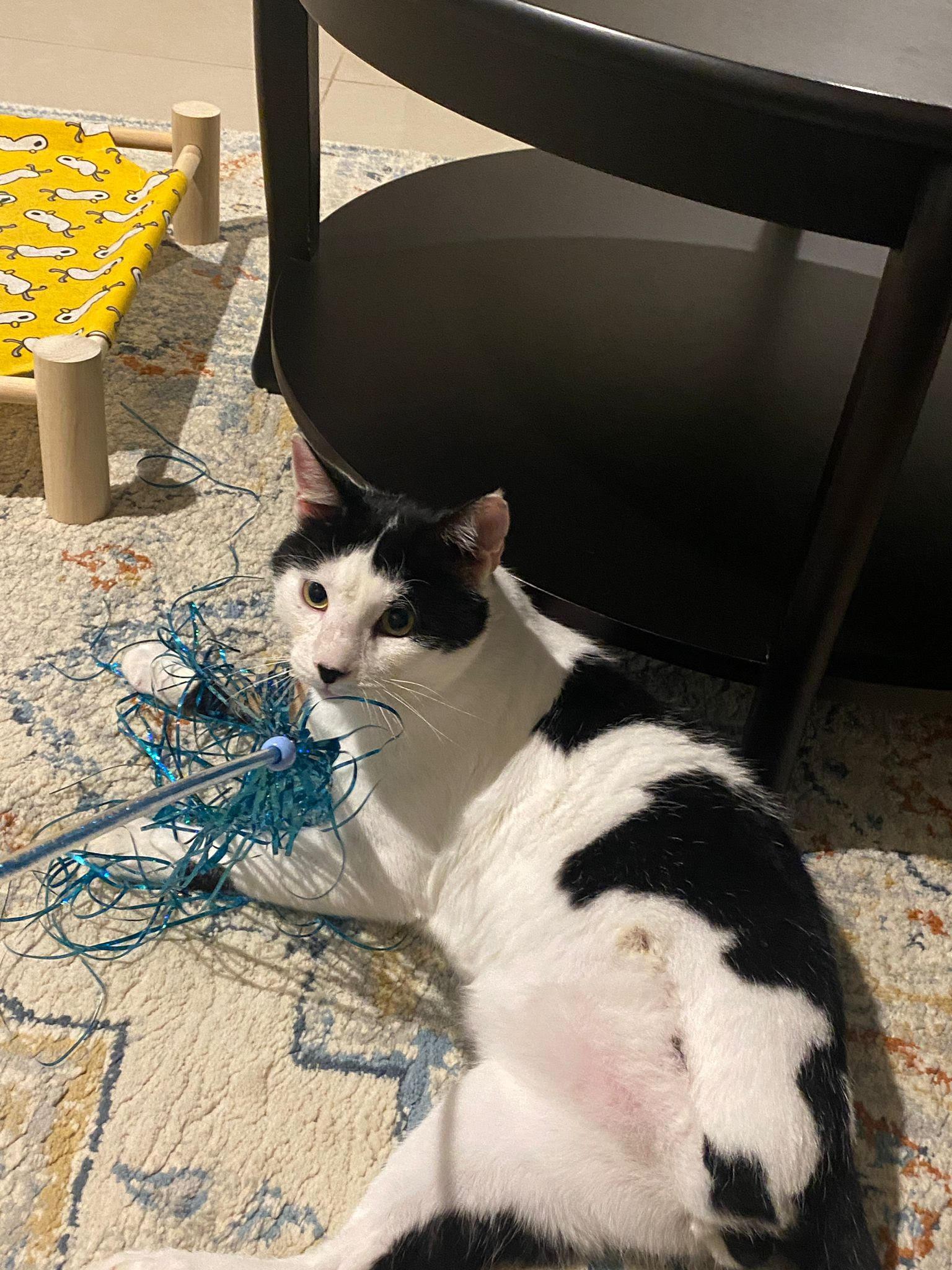 Enlarge Oreo (special needs), a Adoptable British Shorthair in Snow Hill, MD image 1/4