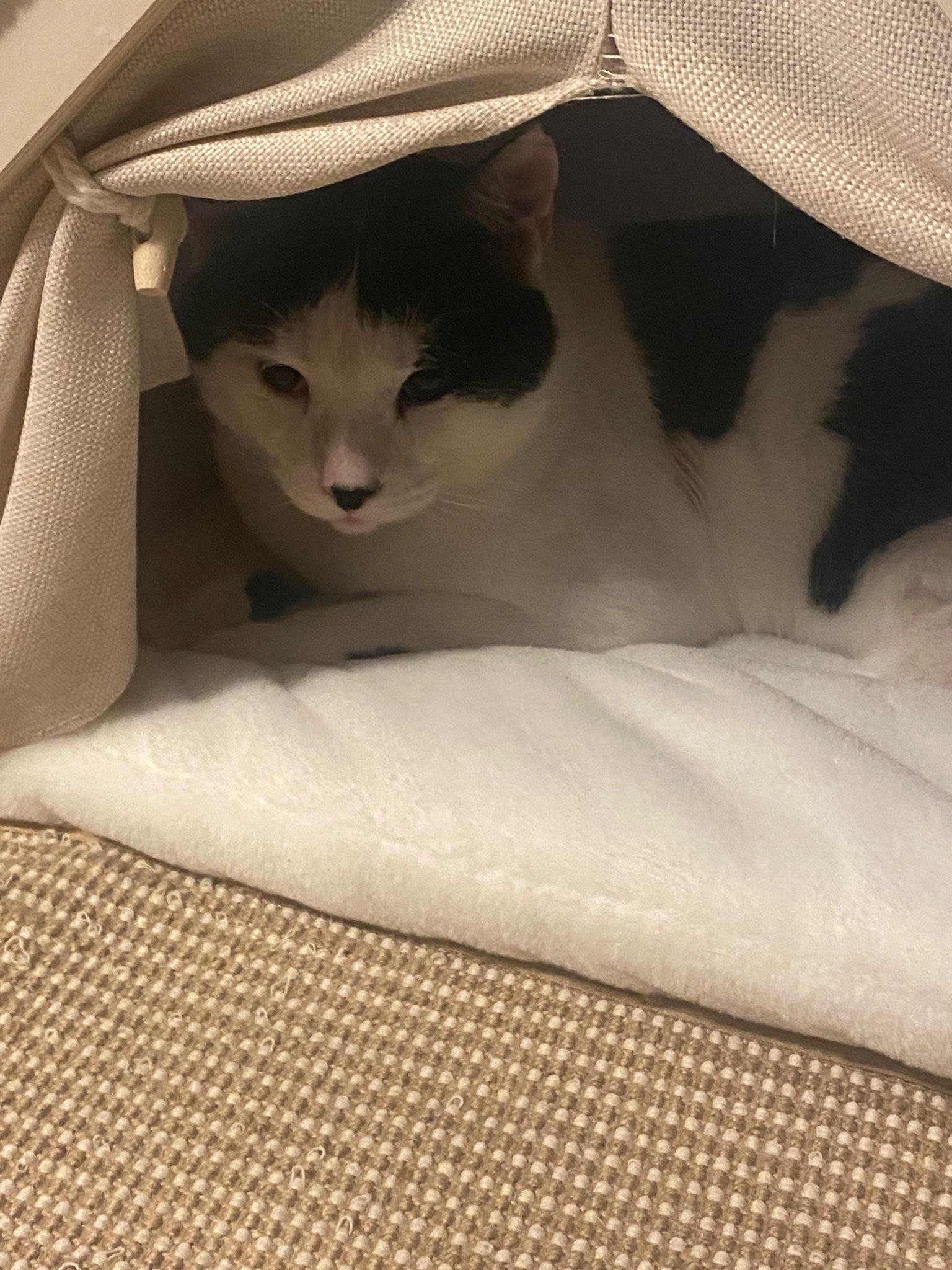 Enlarge Oreo (special needs), a Adoptable British Shorthair in Snow Hill, MD image 4/4