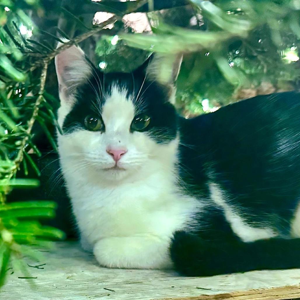 Enlarge Minnie, a Adoptable Domestic Short Hair in Ashland, VA image 1/1