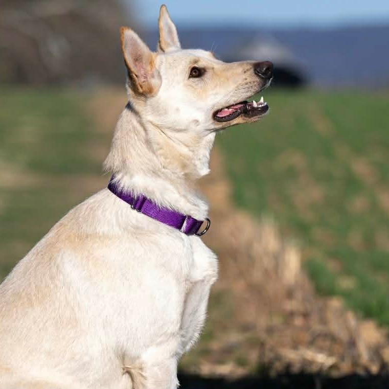 Lilo (26-150), Adoptable, Adult Female German Shepherd Dog.