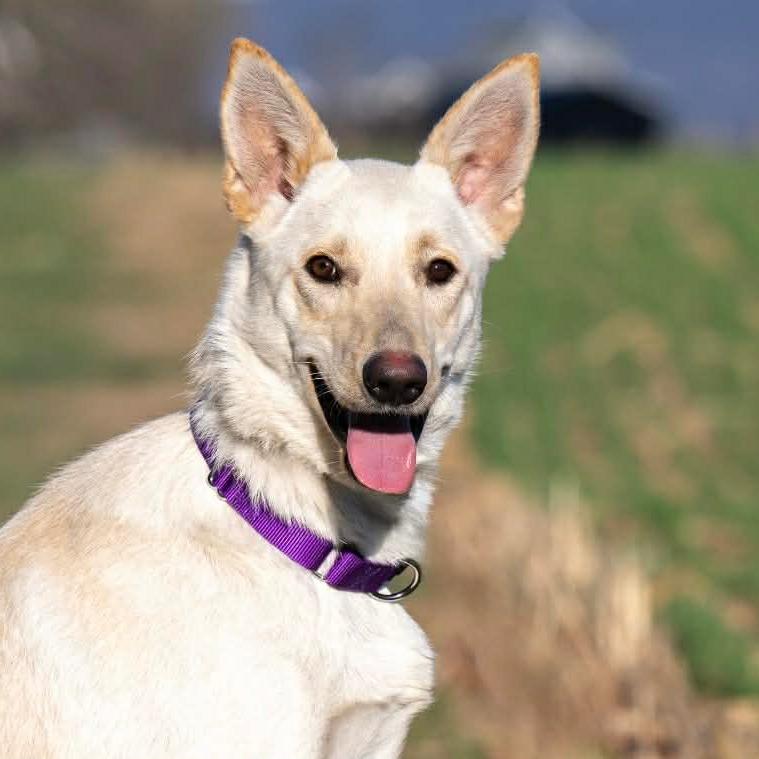 Enlarge Lilo (26-150), a Adoptable German Shepherd Dog in New Ringgold, PA image 2/6