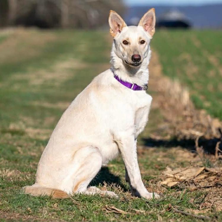 Enlarge Lilo (26-150), a Adoptable German Shepherd Dog in New Ringgold, PA image 3/6