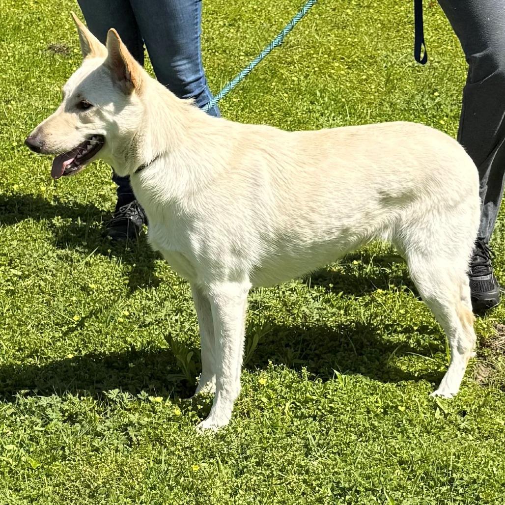 Enlarge Lilo (26-150), a Adoptable German Shepherd Dog in New Ringgold, PA image 4/6