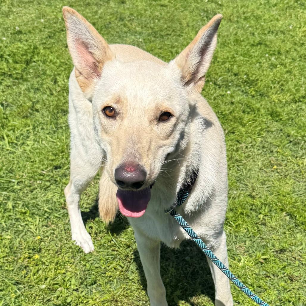 Enlarge Lilo (26-150), a Adoptable German Shepherd Dog in New Ringgold, PA image 5/6