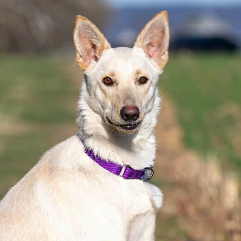 Enlarge Lilo (26-150), a Adoptable German Shepherd Dog in New Ringgold, PA image 6/6