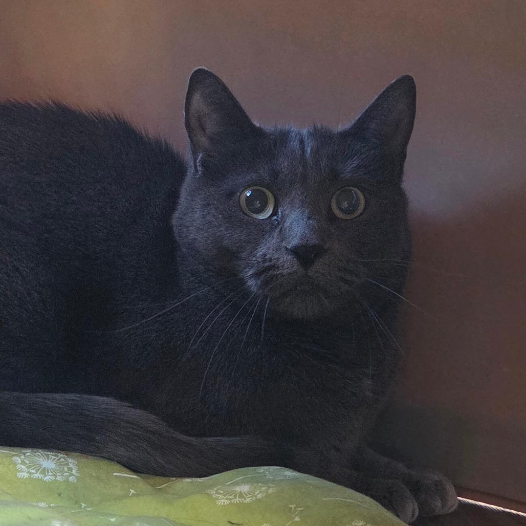 Enlarge Kiwi, a Adoptable Domestic Short Hair in Brimfield, MA image 1/2