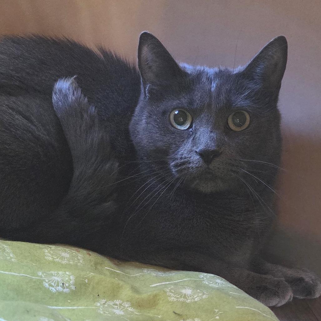 Enlarge Kiwi, a Adoptable Domestic Short Hair in Brimfield, MA image 2/2