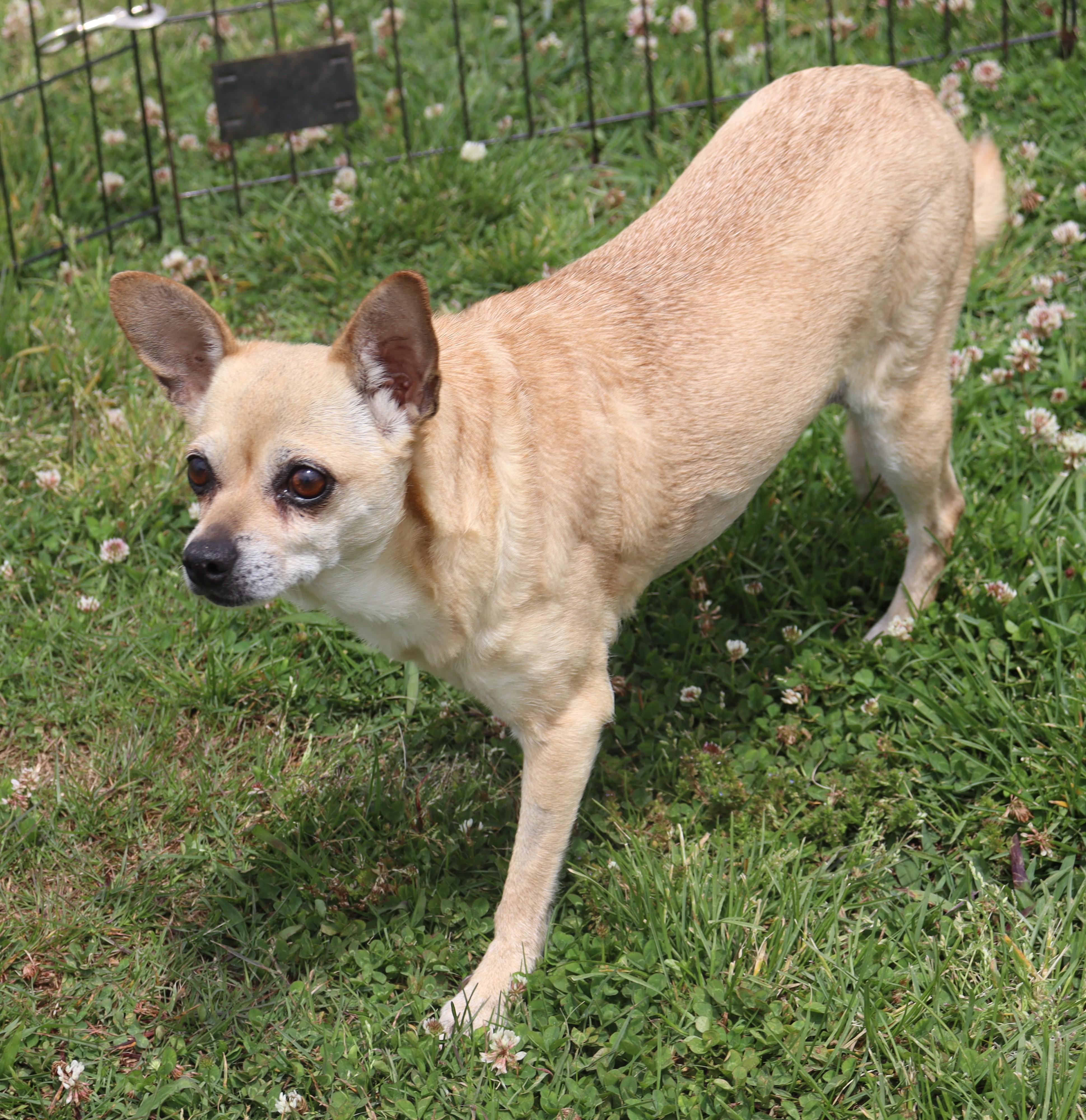 Enlarge Dixie, a Adopted Chihuahua in Hagerstown, MD image 2/6