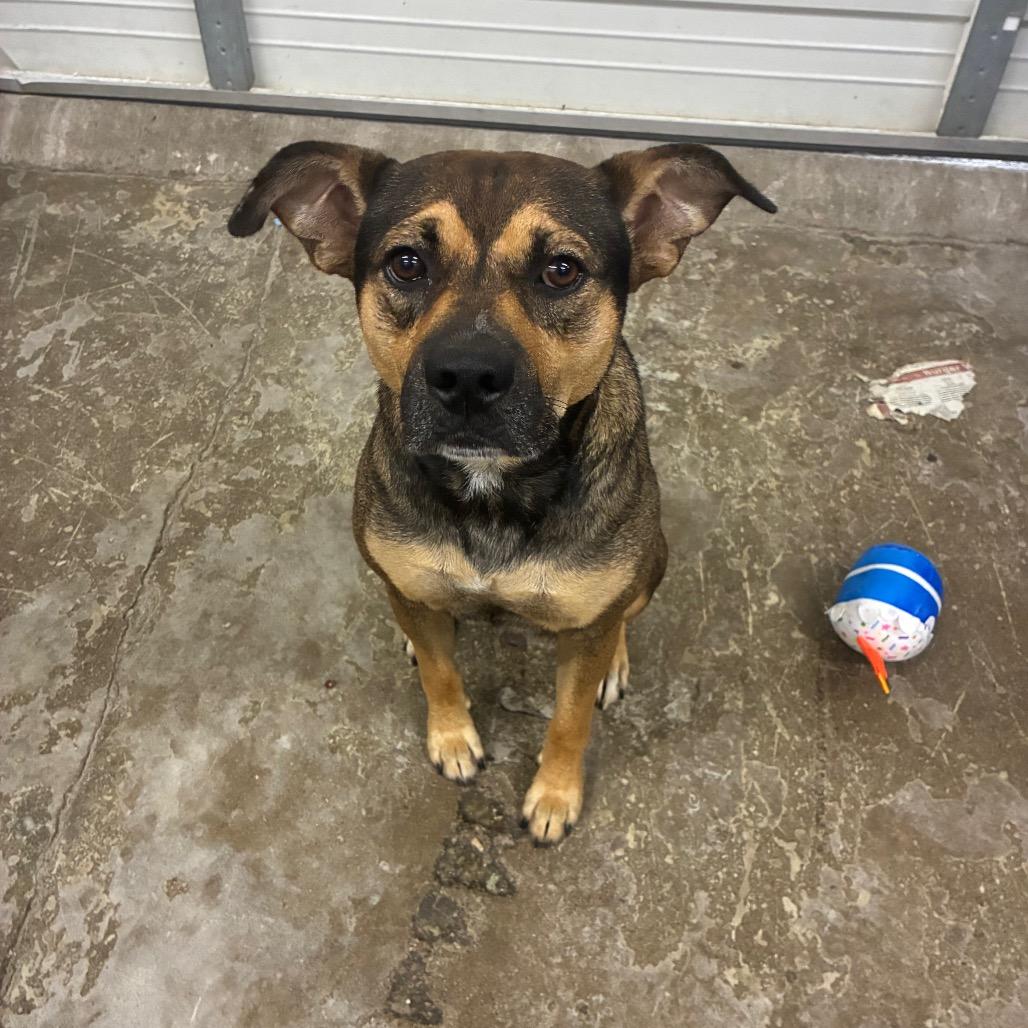 Enlarge McMuffin, a Adoptable Mixed Breed in Corbin, KY image 1/6