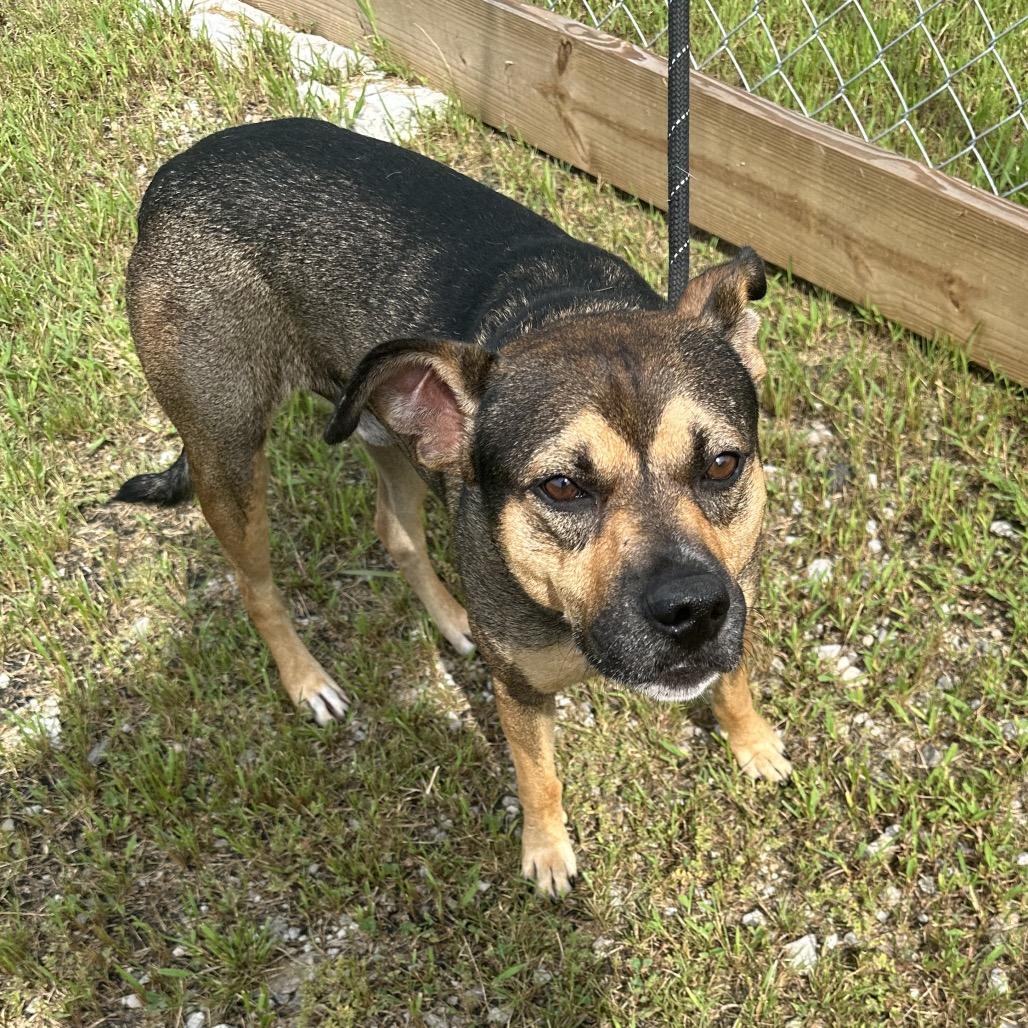 Enlarge McMuffin, a Adoptable Mixed Breed in Corbin, KY image 2/6