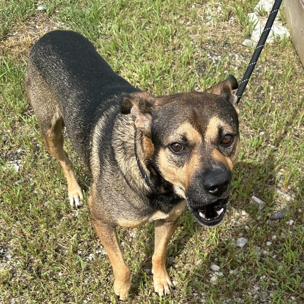 Enlarge McMuffin, a Adoptable Mixed Breed in Corbin, KY image 3/6