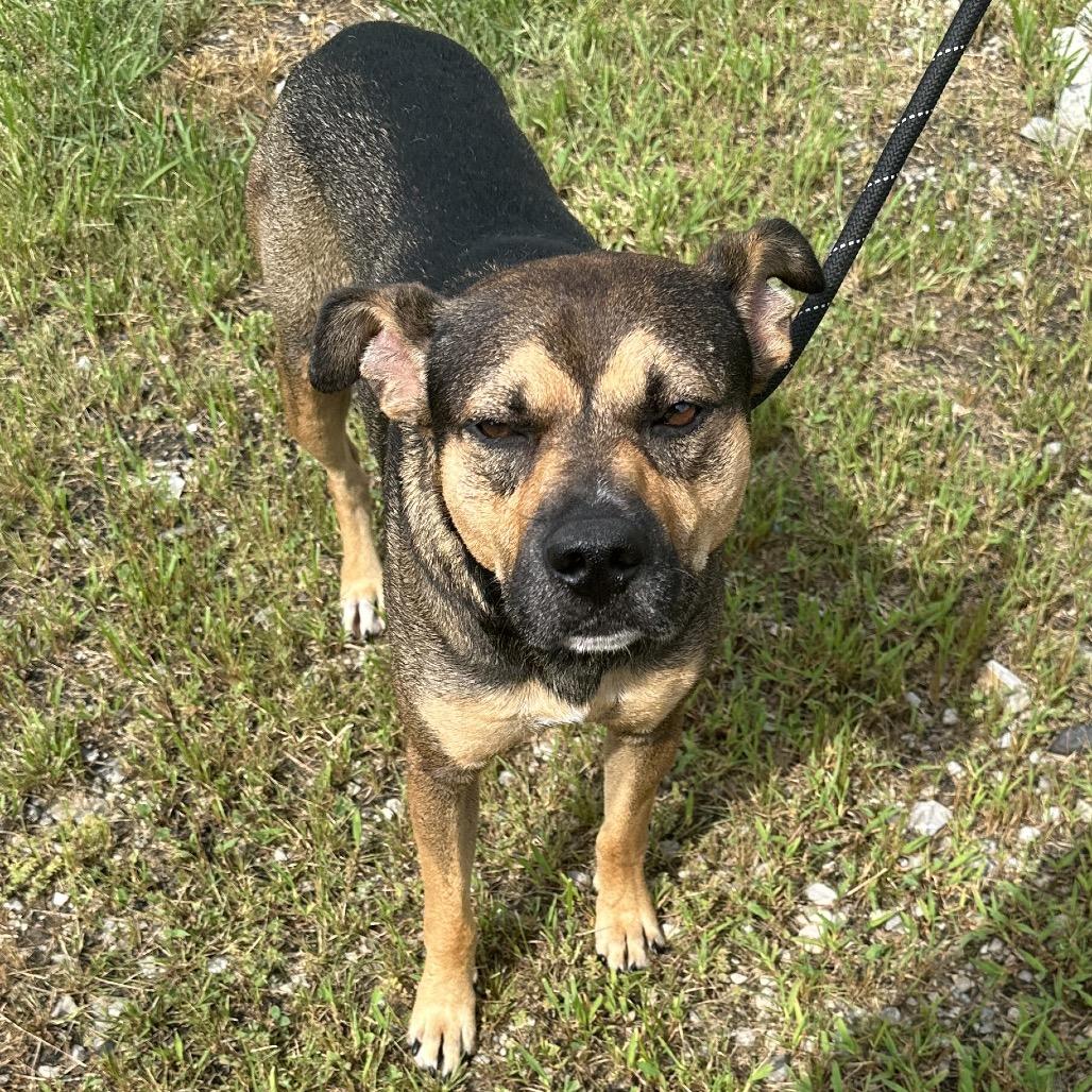 Enlarge McMuffin, a Adoptable Mixed Breed in Corbin, KY image 4/6