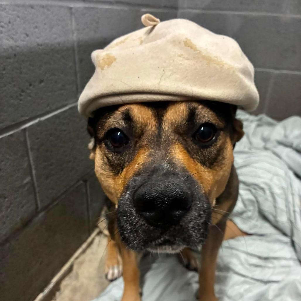 Enlarge McMuffin, a Adoptable Mixed Breed in Corbin, KY image 5/6