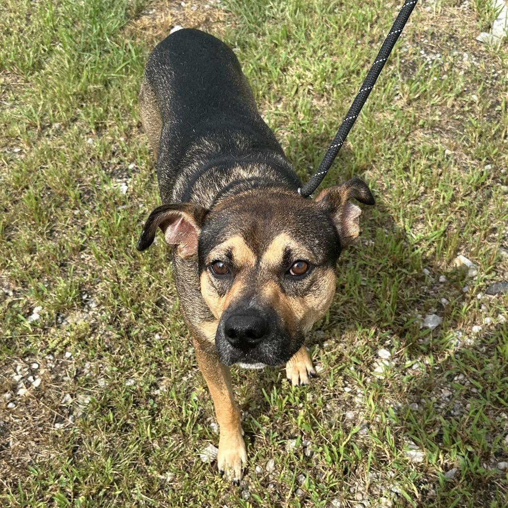 Enlarge McMuffin, a Adoptable Mixed Breed in Corbin, KY image 6/6